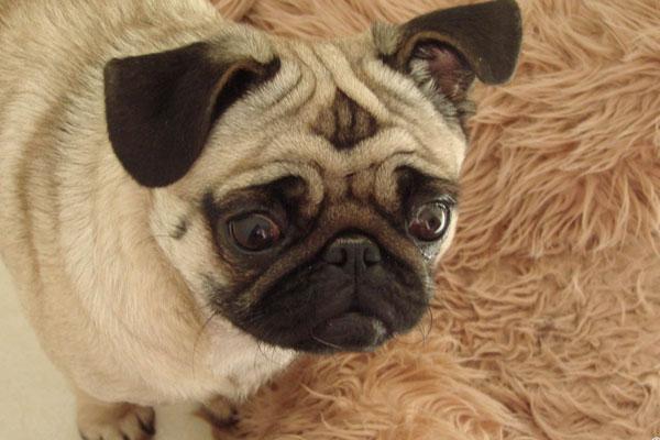 家有胖猫胖狗？赶紧看过来！